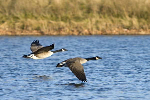 Geese Removal Service in Albany