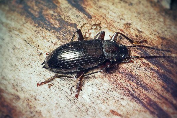 Beetle Extermination in Albany