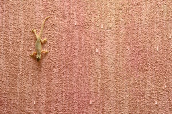 Lizard Extermination Service