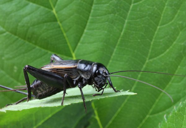Cricket Control Service in Albany